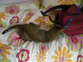 Chat joue avec ruban