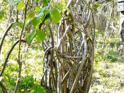 Sculptures-Vivantes en Métamorphoses-Printanière_chap 2