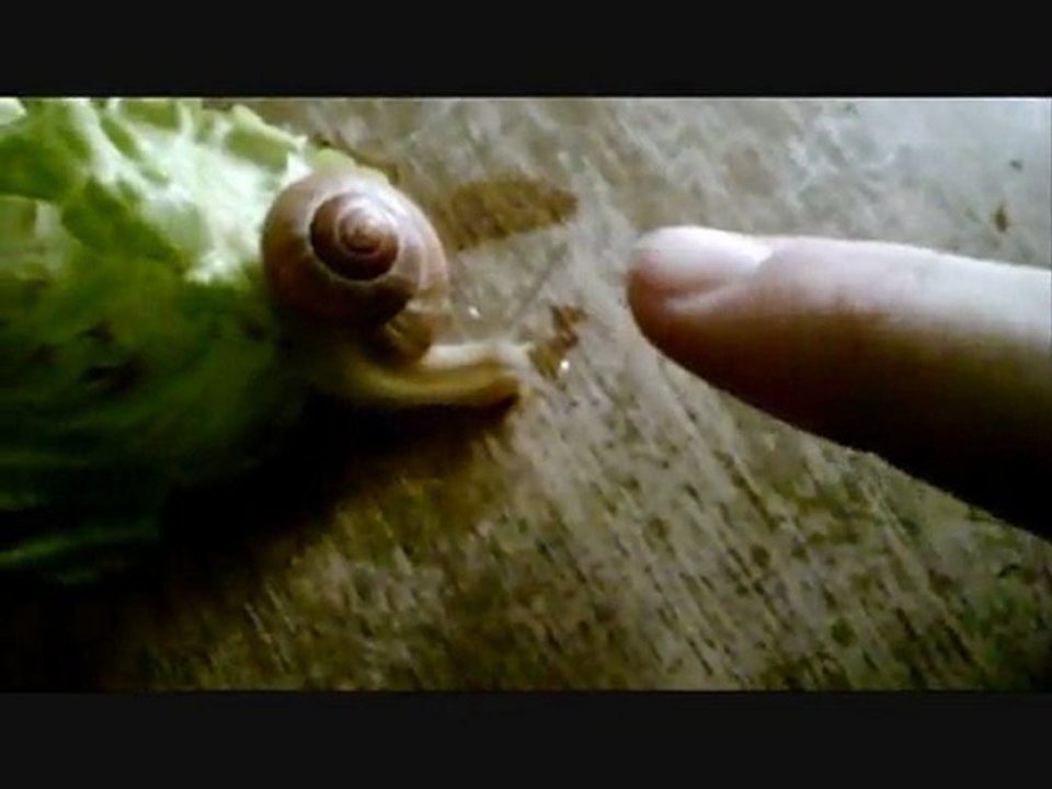 les escargots non pas d'oeils
