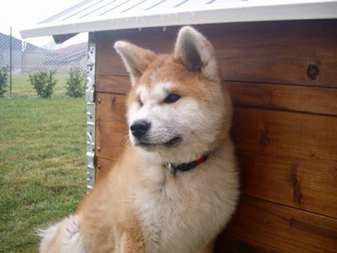 Eiko mon Akita Inu