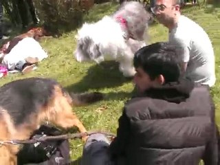 Cadde Bostan Pet Arkadas Bulusması