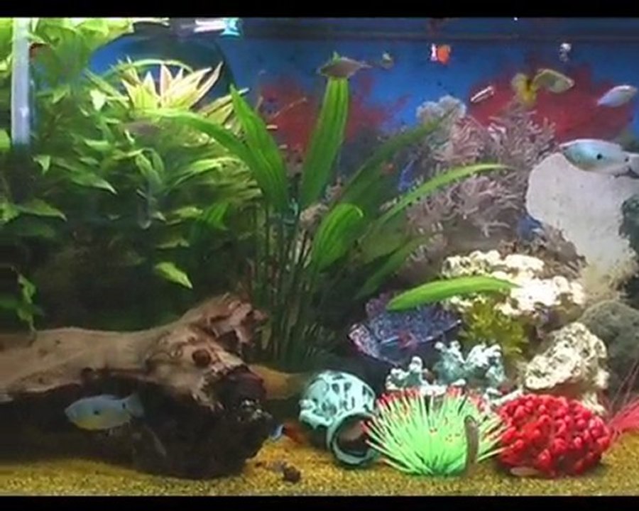 Aquarium Juwel 260 eau douce