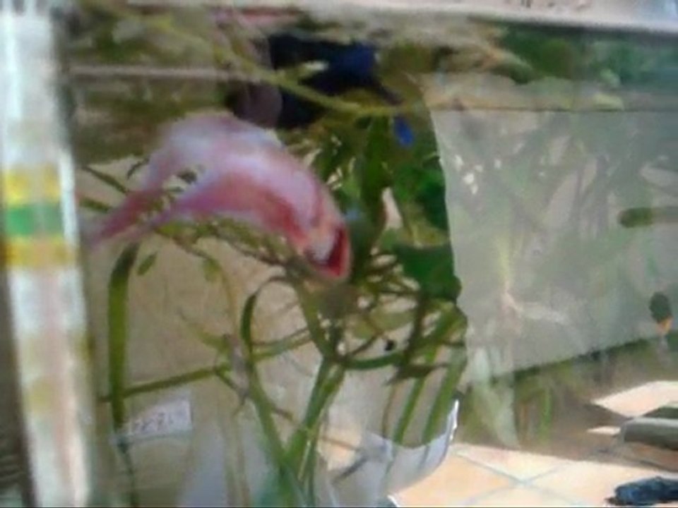 repro ramses neferati