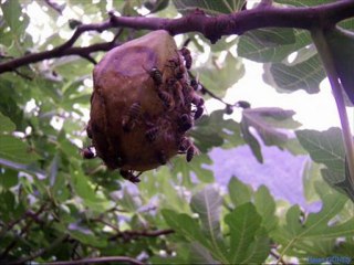 manzara-kaçkar horonu www.kavrun.tr.gg