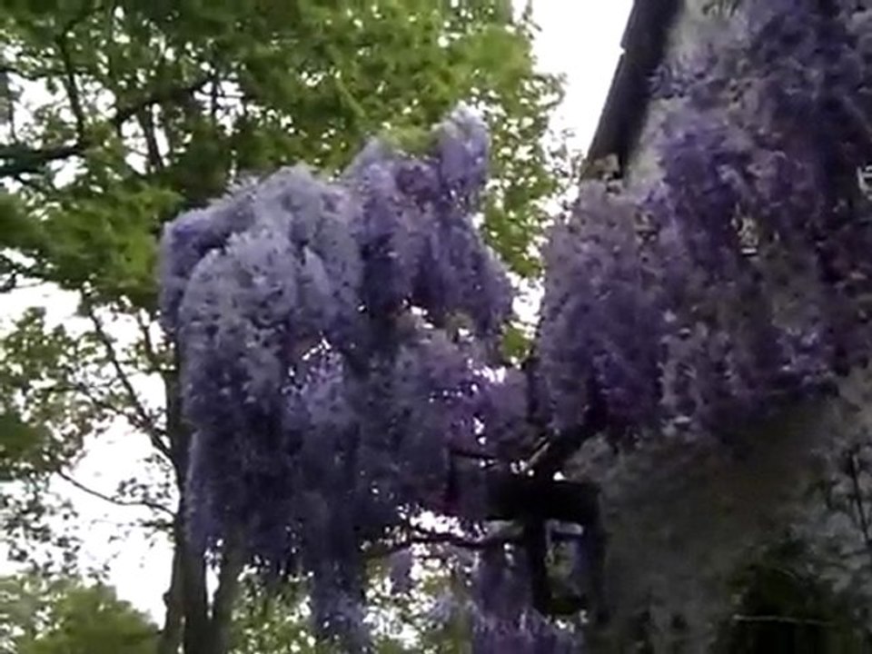 Printemps_2010