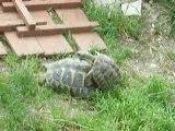 Le printemps des tortues