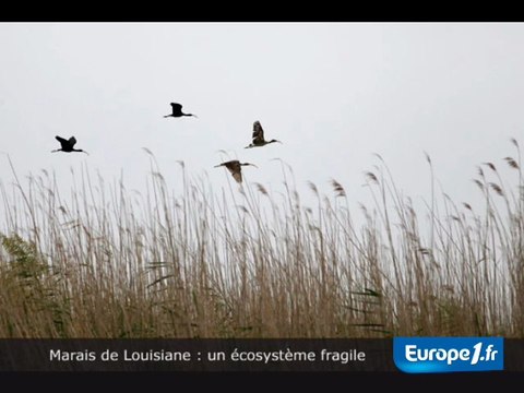 Marais : un écosystème fragile