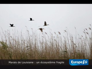 Marais : un écosystème fragile