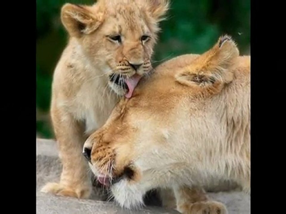 Annem ve Ömrüm Şiiri  - Serkan Engin