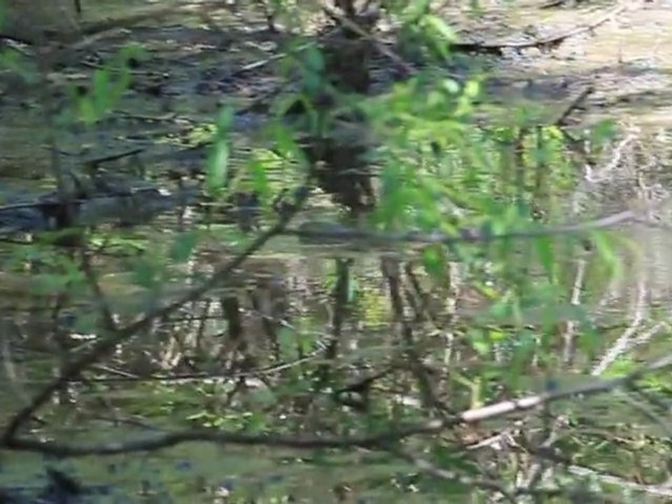 The Big Snake