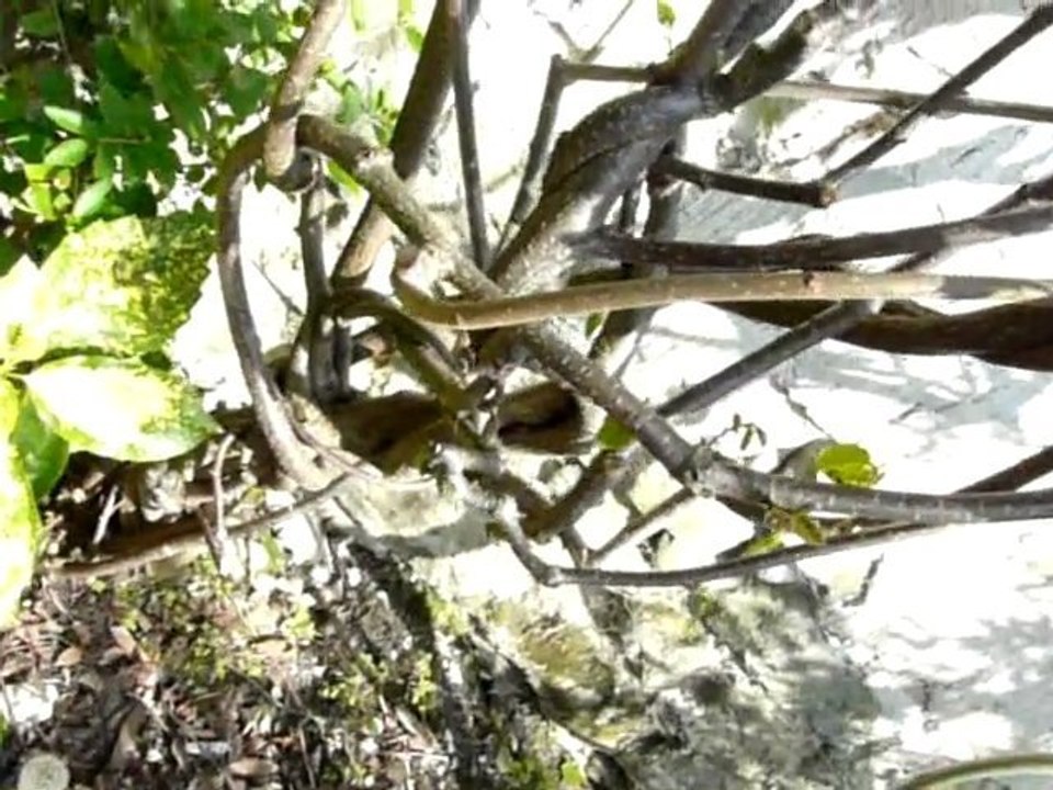 Sculptures-Vivantes Métamorphoses-Printanière_chap 3