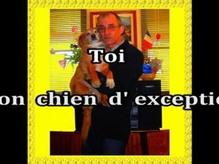 Toi mon chien d' exception