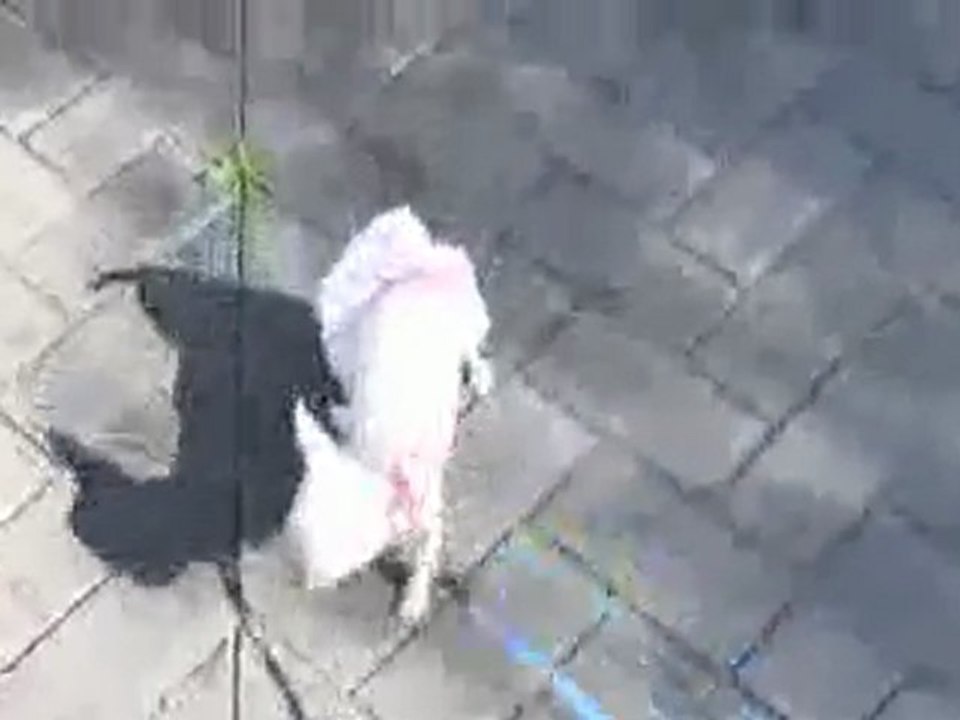 Cachorro chihuahua Criadero. Perros chihuahua mini