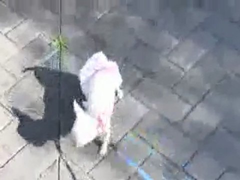 Cachorro chihuahua Criadero. Perros chihuahua mini