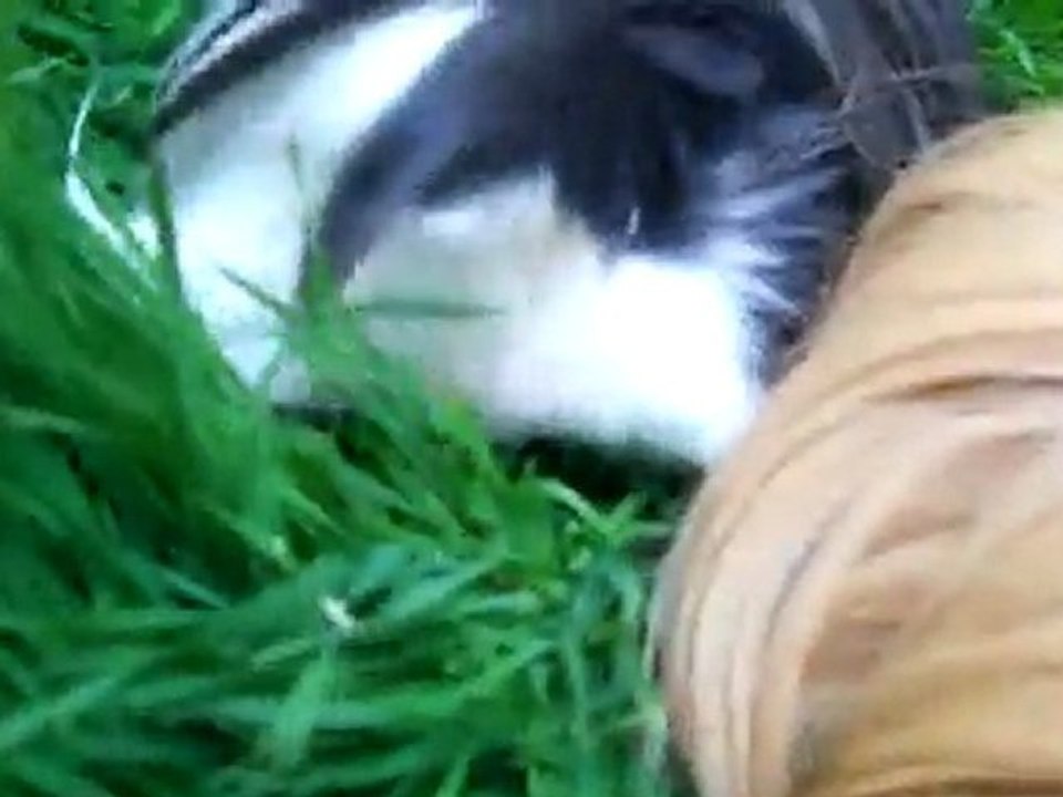Pérus dans le jardin