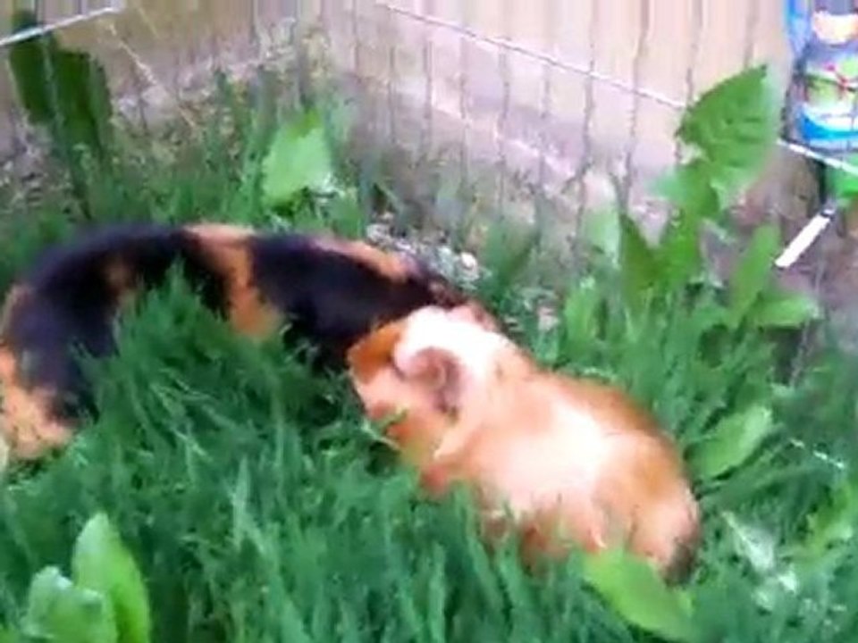 Les filles dans le jardin
