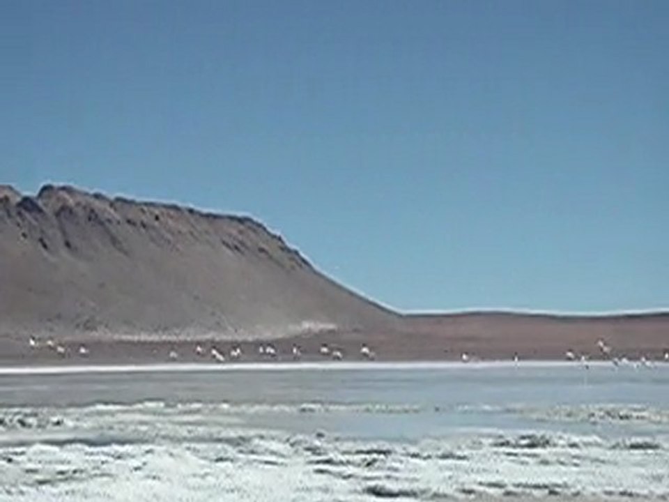 flamands rose