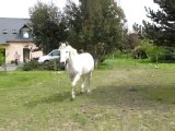 Poney trotte