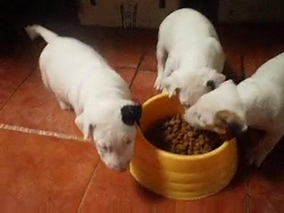 Comiendo pienso 2