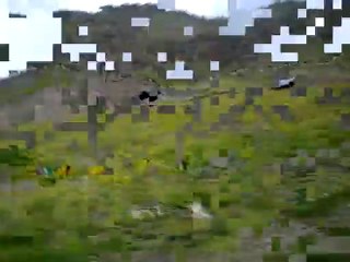 Salmas Azərbaycan - 2010