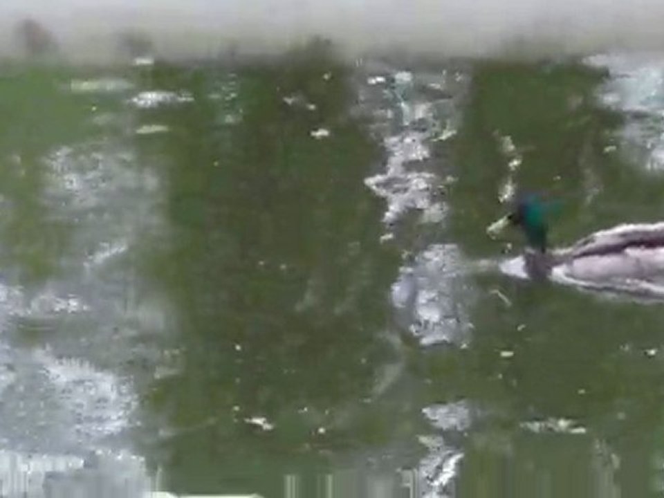 canards dans le lac d'Eghien