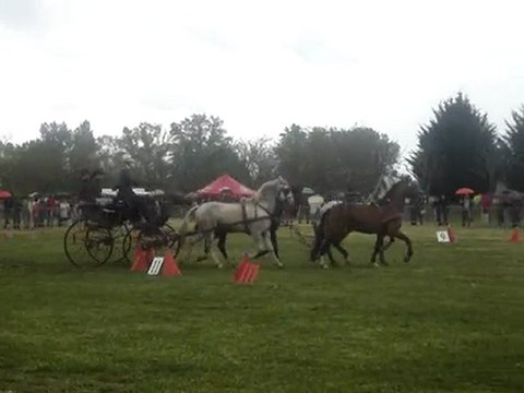 Festival Attelage Bord de Loire Andrézieux 01.05.10 - 4