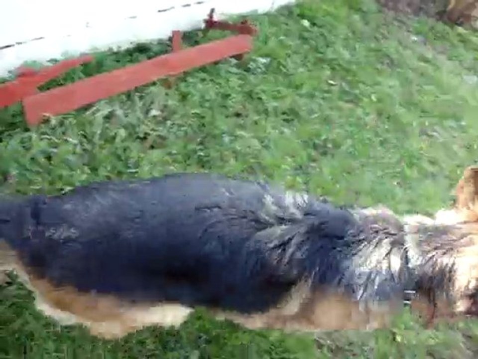 dogue argentin qui joue avec berger allemand