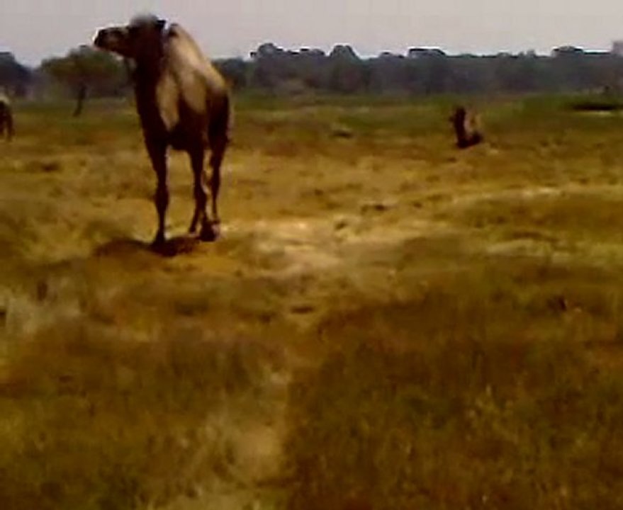 Dromadaire du cirque Anthony