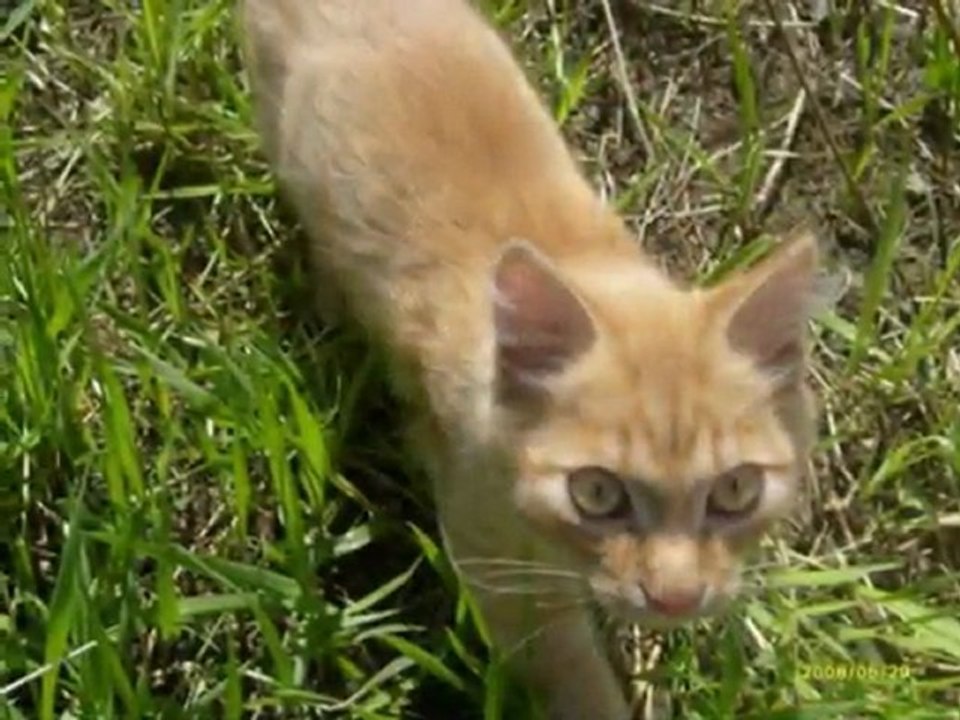 BilgeKedi ve ÇığlıkAdam Sunar