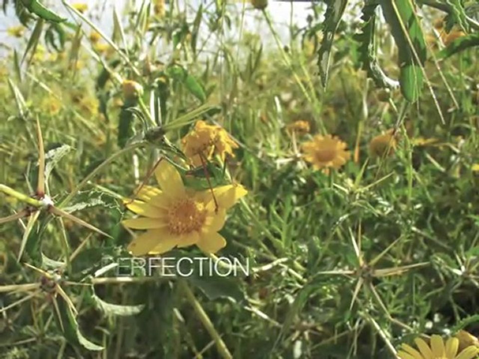 Expand Full Moon Rising: Silence Is Golden