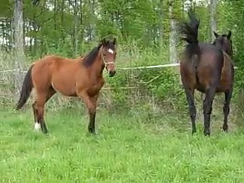 Vouvray de Fay 20100501 02