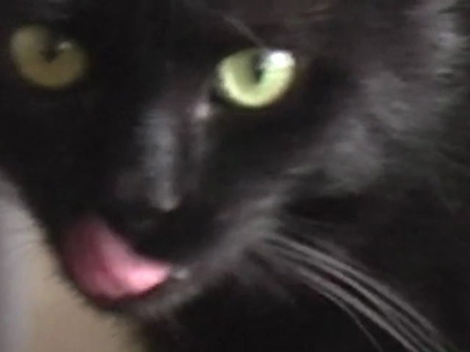 Un chat extraordinaire