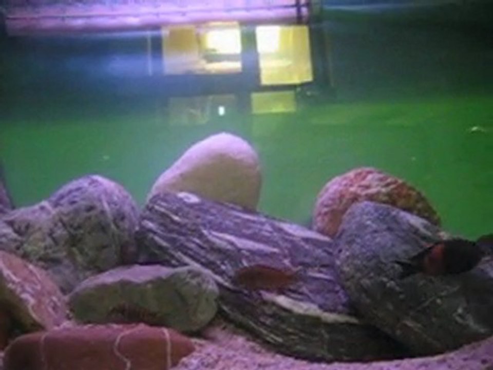 tropheus