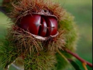 ALFI NIPIČ IN ANSAMBEL AVSENIK cveteli so beli kostanji