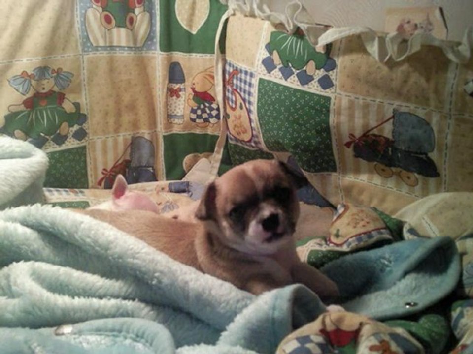 didou et ses magnifique bébés