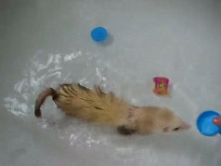 PESTOUILLE qui prend son premier bain