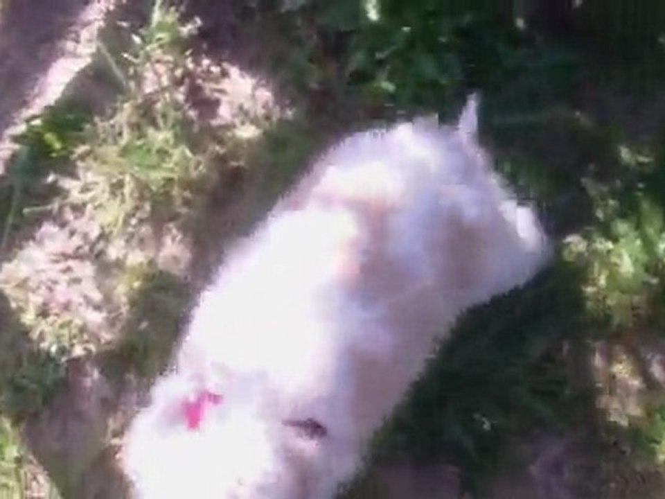 dobby qui se promene dans le jardin de ma maman