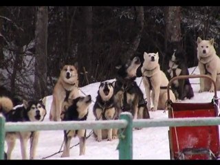 Chiens de traineaux en Haute-savoie