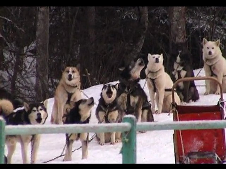 Chiens de traineaux en Haute-savoie