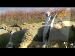 ÜSTAD BEDİÜZZAMAN