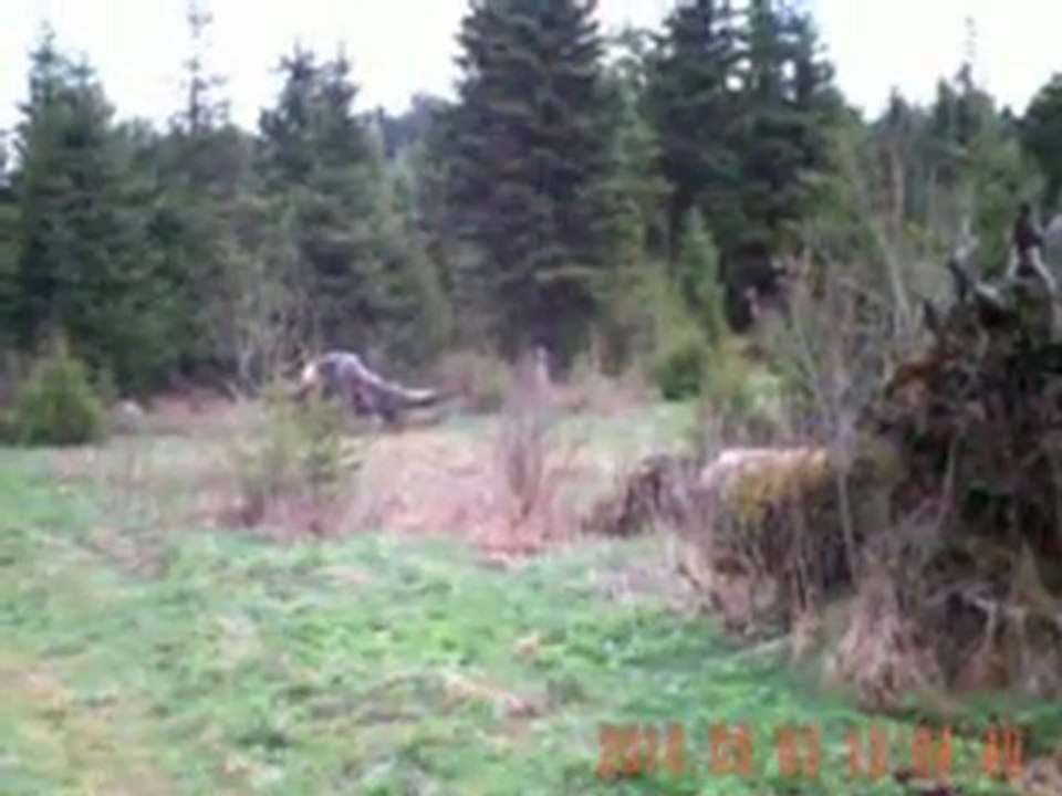 Essai caméra + red dot