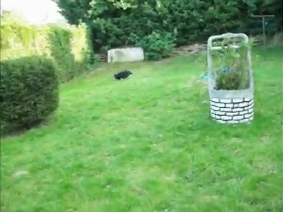 mon super chien
