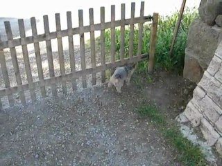 P'titbout dit "Doudou Rooney"