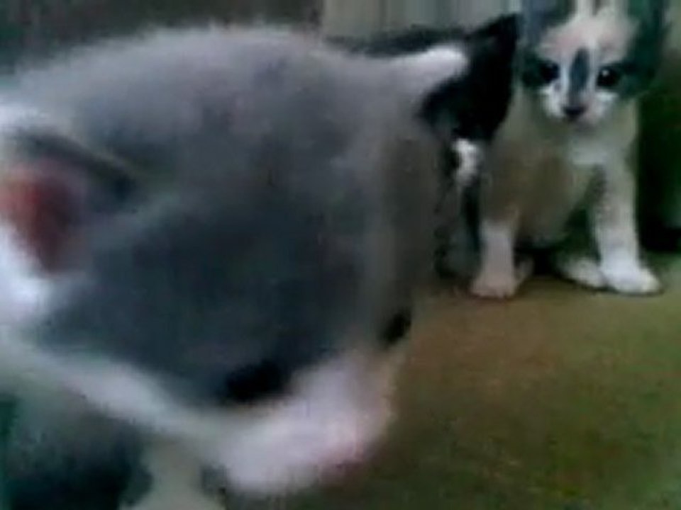 Chatons de Celeste