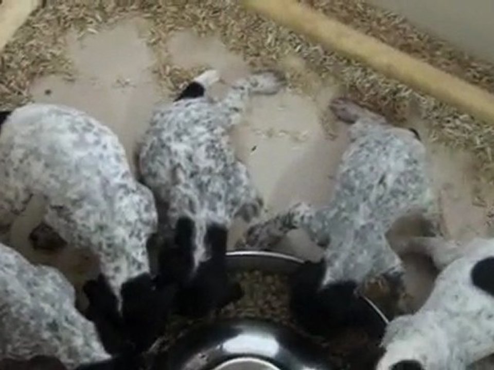 chiots braques d'auvergne le premier repas