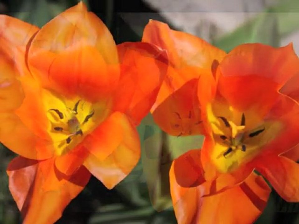 tulipes