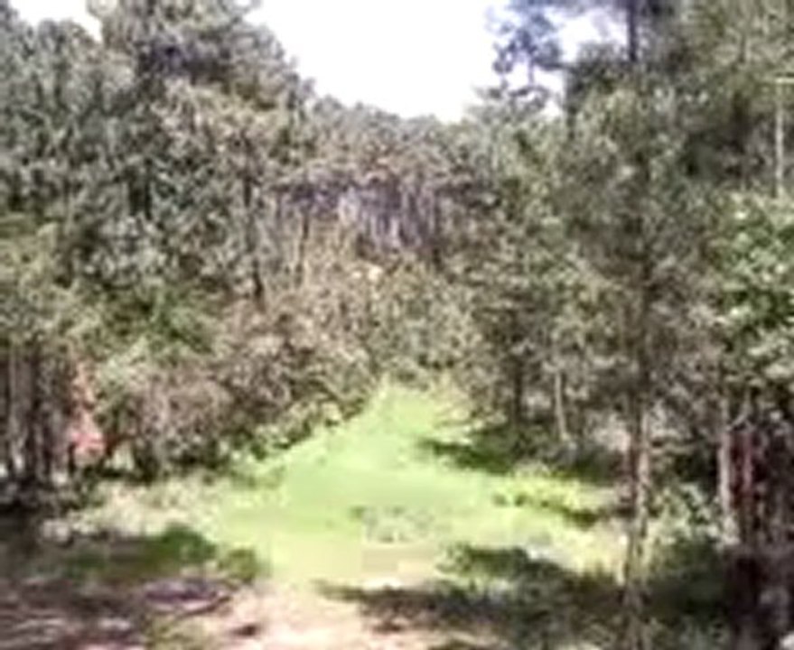 marco georges jungle