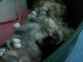 Les chiots et leur maman