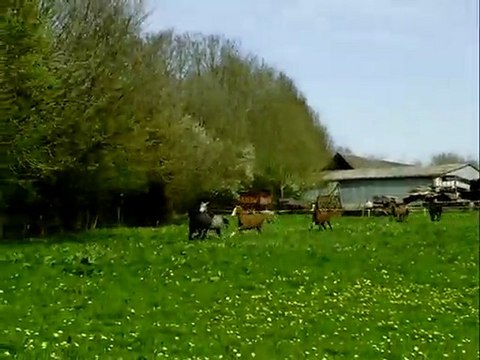 Mise à l'herbe des jeunes- Printemps 2010