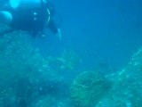 PADI diving at Andaman islands